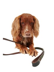 Laisse tartan Barbour Dog DAC 0009 TN11 boutique chien Strasbourg mode d