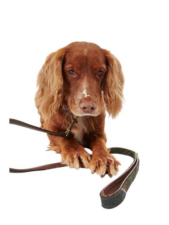 Laisse tartan Barbour Dog DAC 0009 TN11 boutique chien Strasbourg mode d